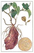 Yam